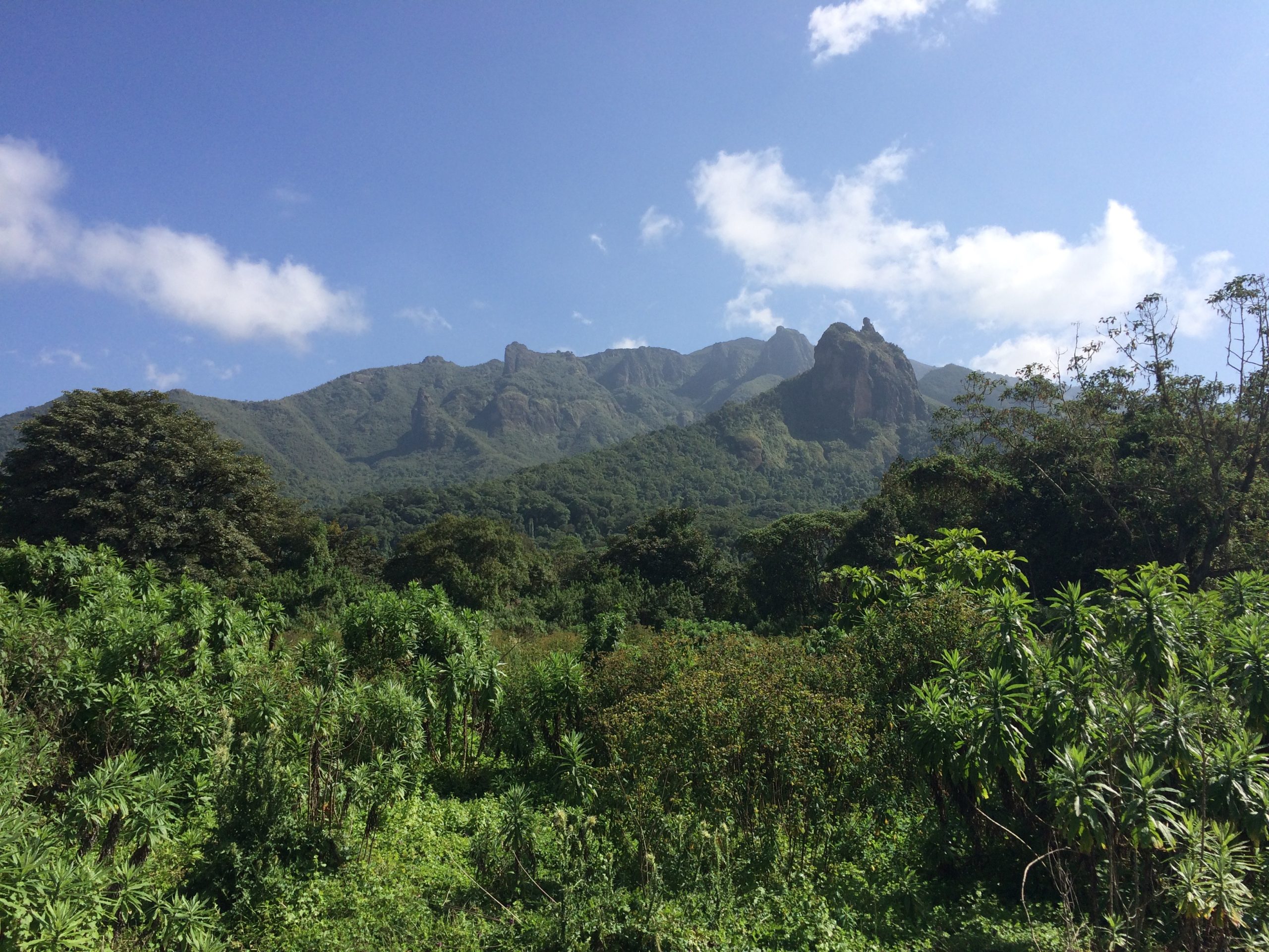 Harenna-Forest-with-Bale-Mountains-rising-behind-photo-Sabines-Sunbir